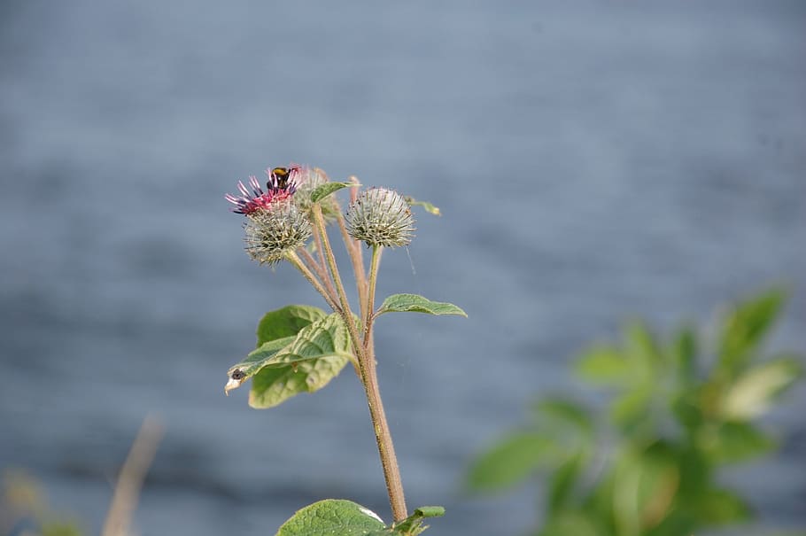 flower, summer, thistle, flowering plant, focus on foreground HD wallpaper