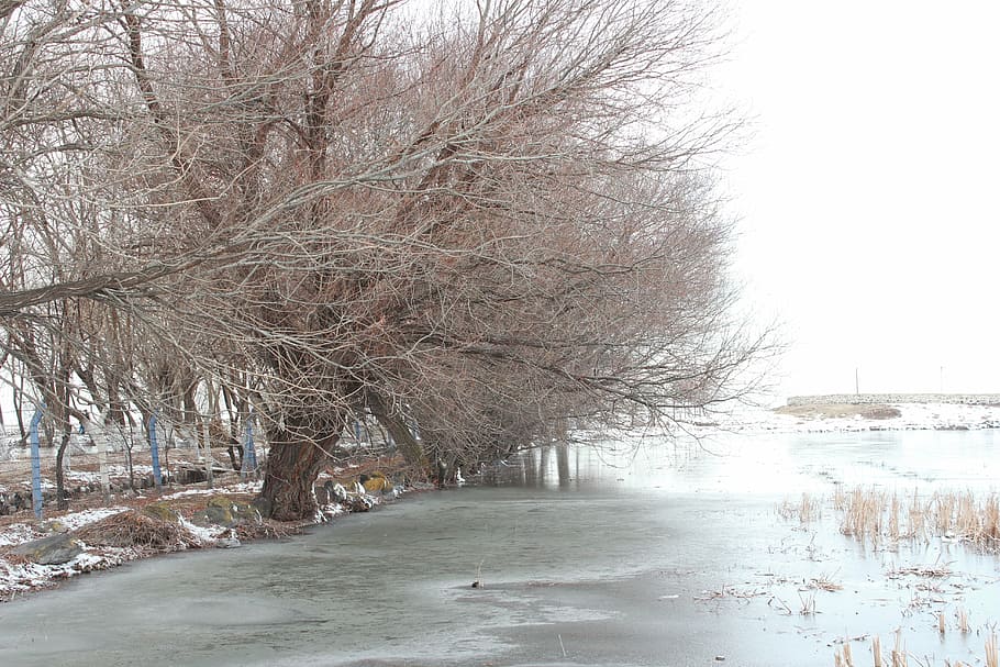 tree, winter, ice, snow, nature, cold, landscape, winter season HD wallpaper