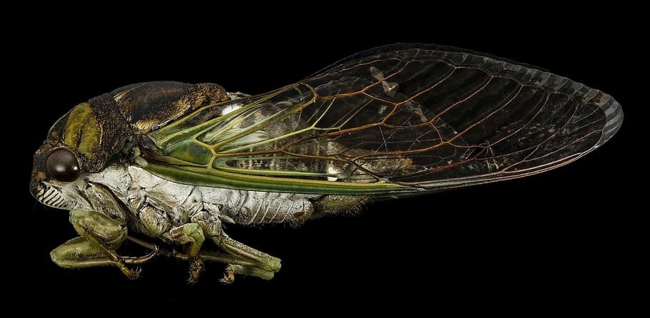 green and gray cicada, insect, macro, profile, dryfly, wildlife, HD wallpaper