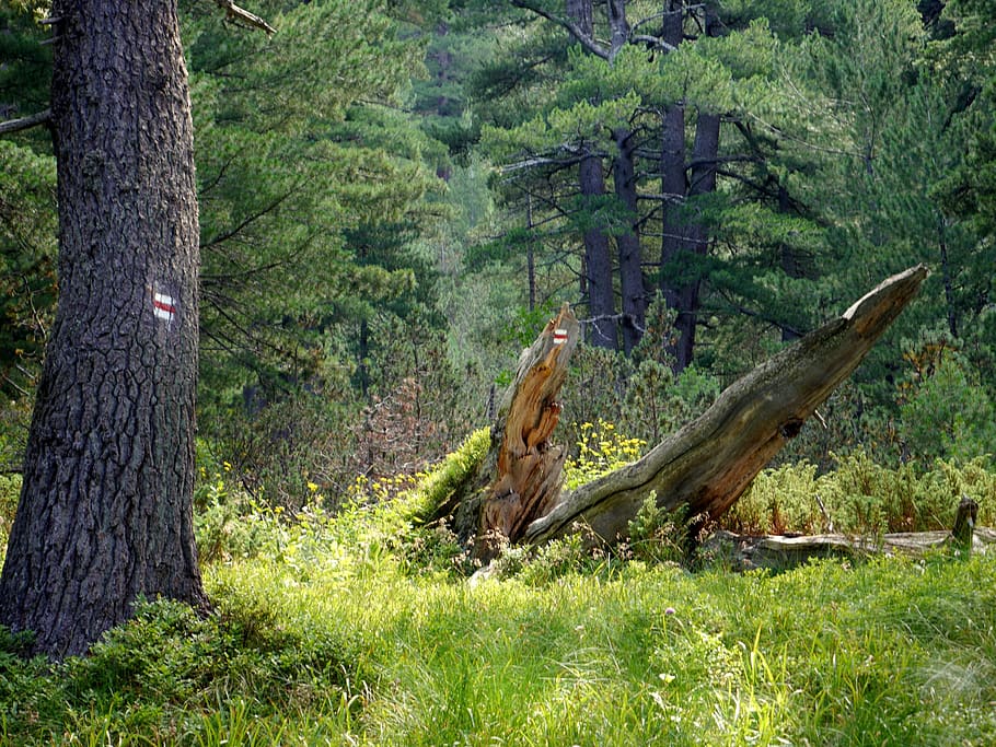 forest, brand, orientation, trees, wood, grass, stump, plant HD wallpaper