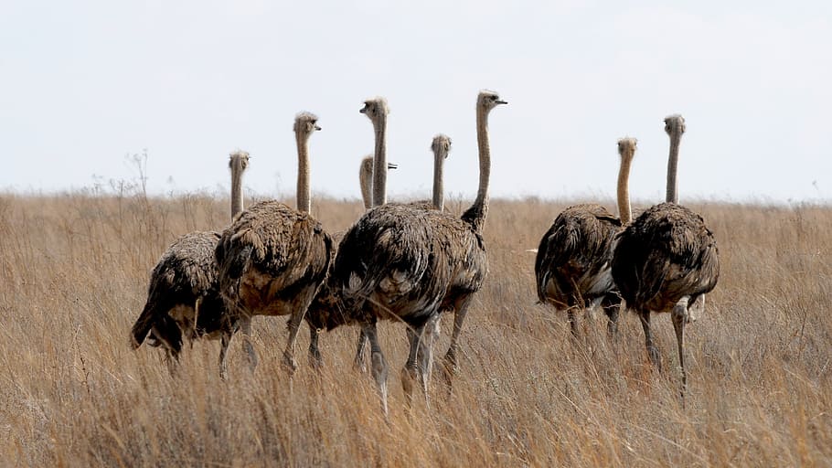 wildlife photography of ostrich, south africa, ostrich bird, run, HD wallpaper