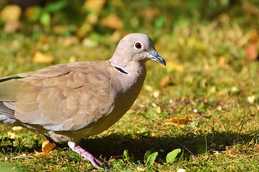 close-up photography of Eurasian collared dove on green grass