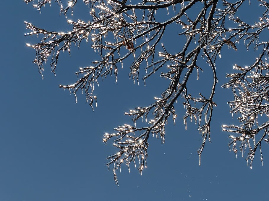 icicles, branches, ice, tree, frozen, light, sun, winter, spring HD wallpaper