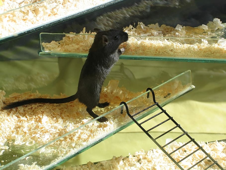 black mouse in glass cage, Gerbil, Pet, Rodent, Rat, Small, cute, HD wallpaper