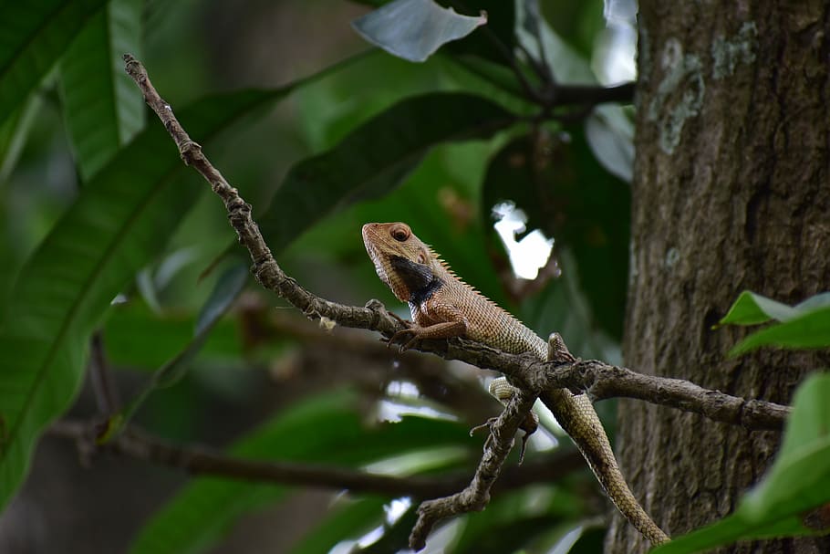 indian lizard, forest, close up, focus, creature, animal, animal themes HD wallpaper