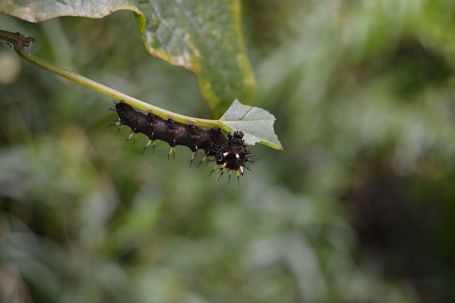 black caterpillar, moth, insect, plant, close-up, day, nature HD wallpaper