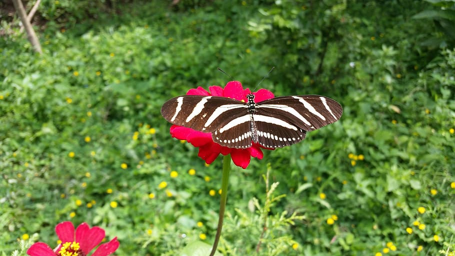 butterfly, flower, insects, spring, one animal, animal themes HD wallpaper
