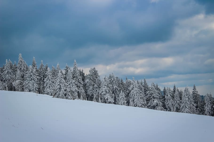 Snow, Tree, Nature, Winter, Forest, cold temperature, tranquil scene HD wallpaper