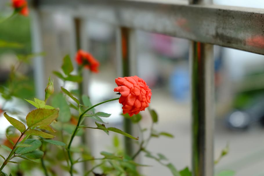 Fresh, Mood, rose, flower, nature, plant, red, close-up, flower Head HD wallpaper