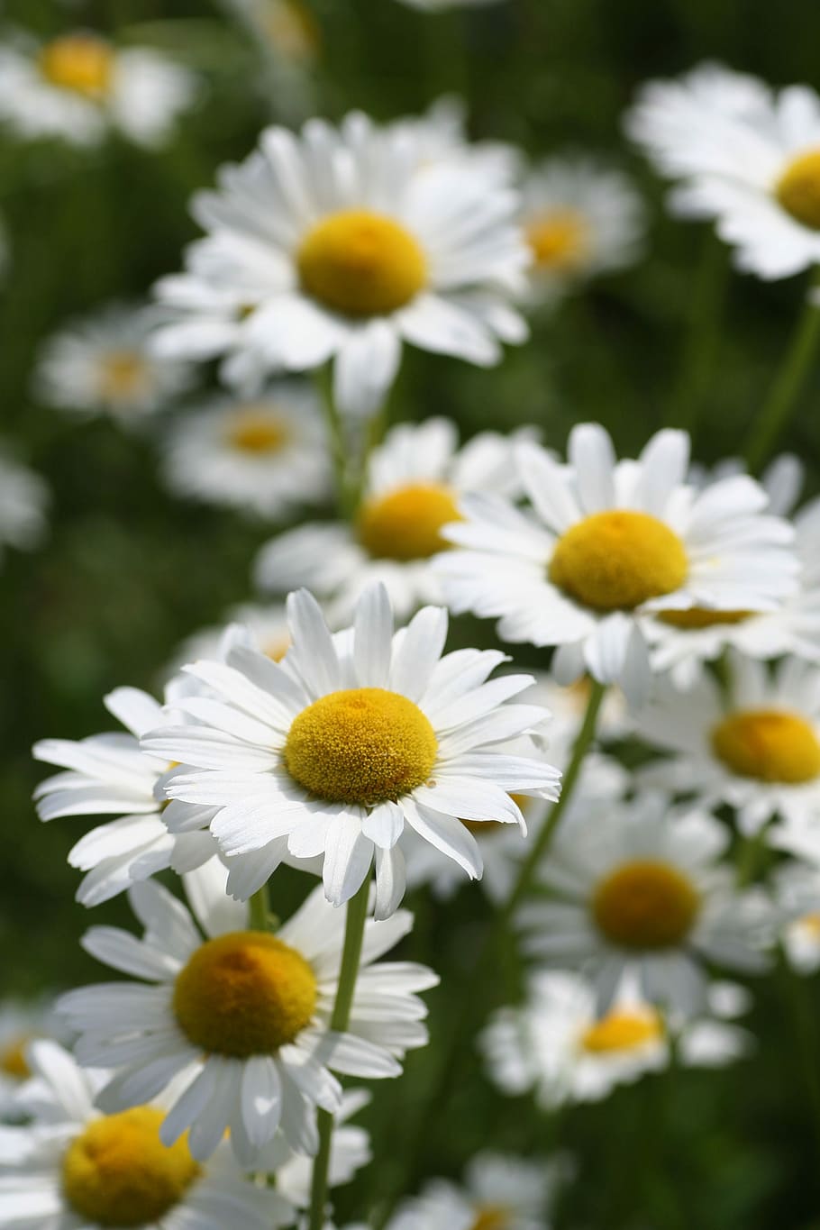 flowers, daisies, fields, nature, petals, spring, country, bouquet HD wallpaper