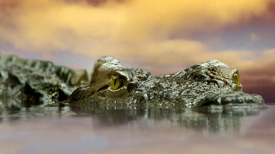 focus photography of alligator, crocodile, animal, nature, reptile