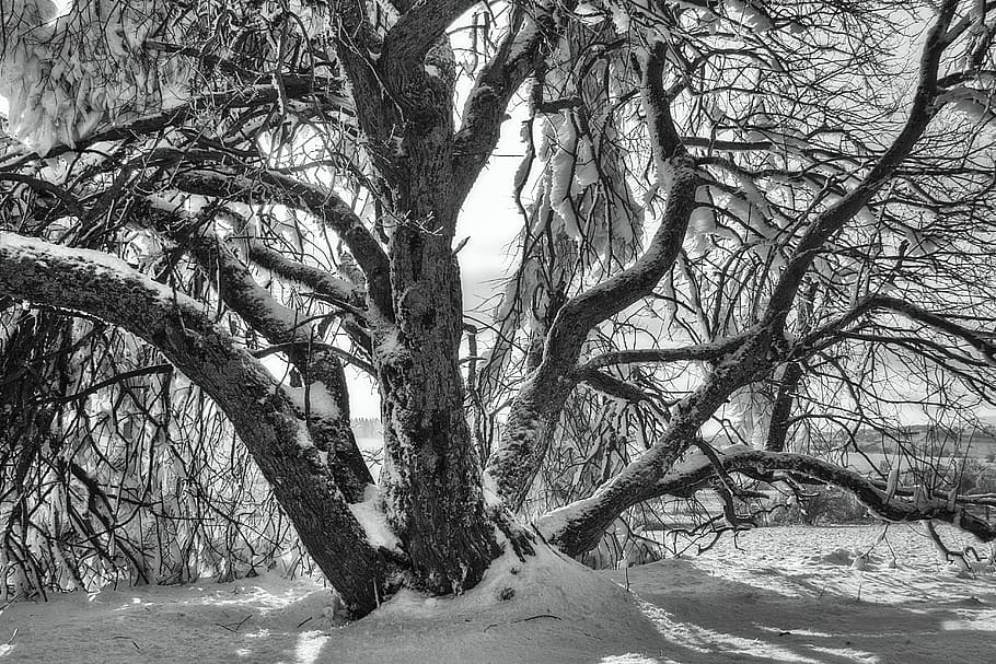 Sw, Winter, Snow, Wintry, hochrhoen, wasserkuppe, rhön winter HD wallpaper
