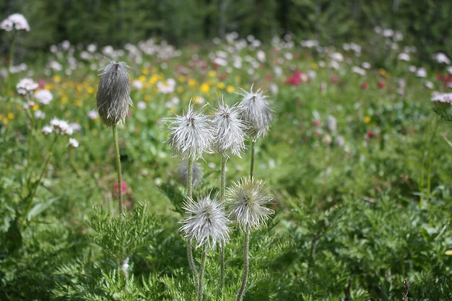 flower, wildflower, spring, meadow, nature, plant, flowering plant HD wallpaper