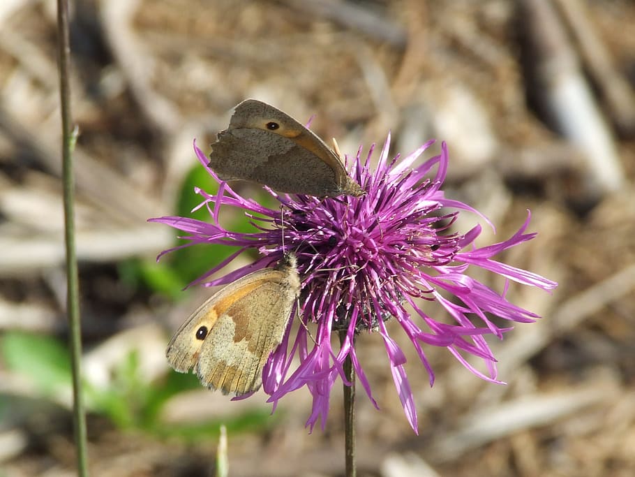 butterfly, flower, pink, summer, insect, blossom, bloom, animal HD wallpaper