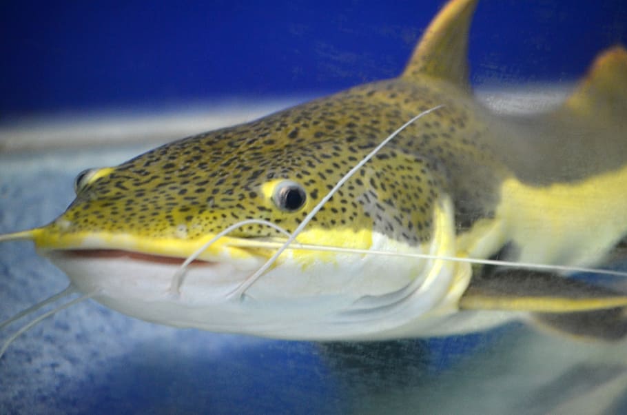 Close up photo of wild river catfish on dark blue background Stock Photo   Alamy