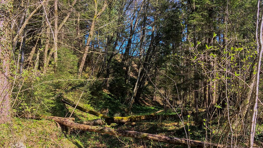 Forest, Spring, Mood, Nature, tree, outdoors, woodland, grass HD wallpaper