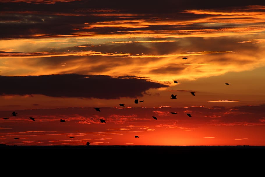 sunset, birds, sky, cloud, red, orange color, cloud - sky, animal themes HD wallpaper