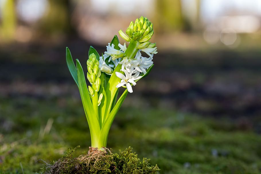 nature, plant, spring, flower, growth, beauty in nature, flowering plant HD wallpaper