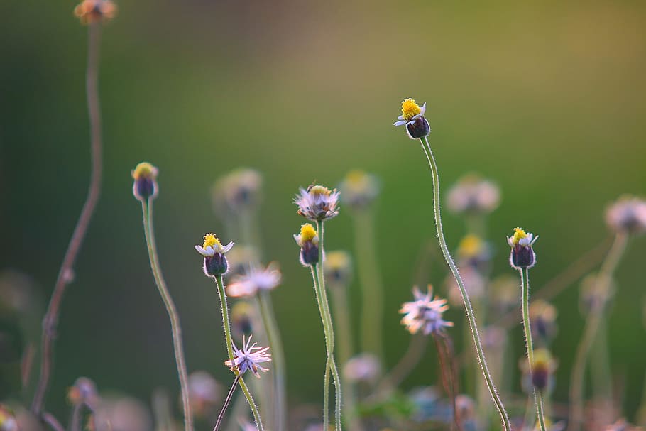 flower buds, natural, garden, flowering plant, fragility, beauty in nature HD wallpaper