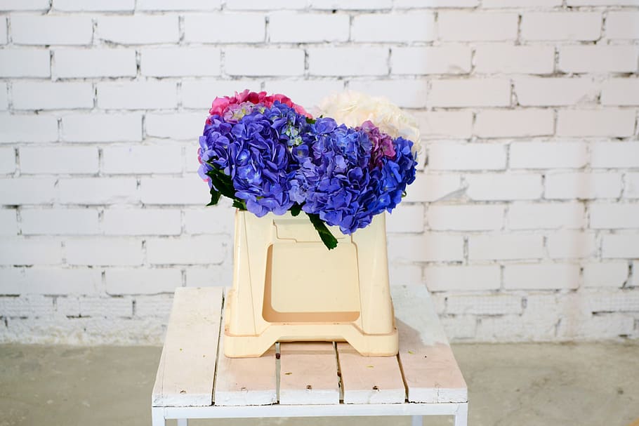 hydrangea, blooms, flower, mix, purple, nature, beauty, flora HD wallpaper
