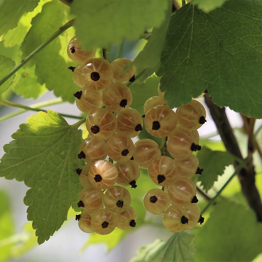 currant, summer, berry, fruit, antioxidants, ripe, garden, vitamin HD wallpaper