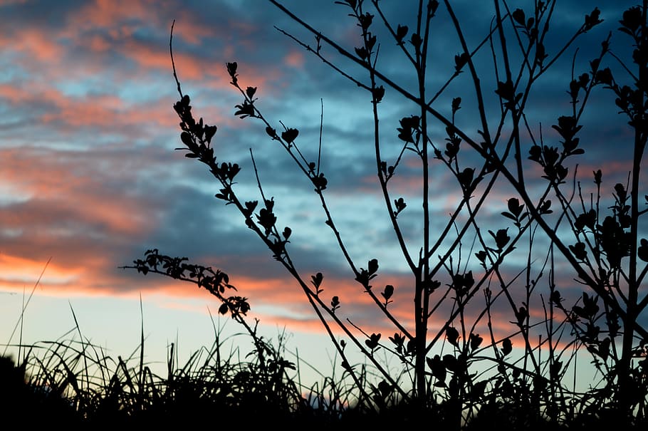 silhouette of plant, sunset, sky, cloud, landscape, nature HD wallpaper