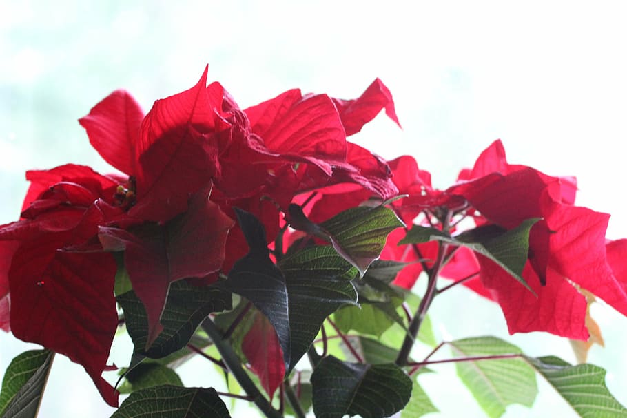 closeup photo of red and green flower, petaled, flowers, leaf HD wallpaper