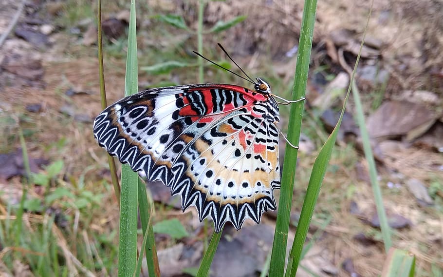 butterfly, wing, closeup, animal themes, one animal, insect HD wallpaper