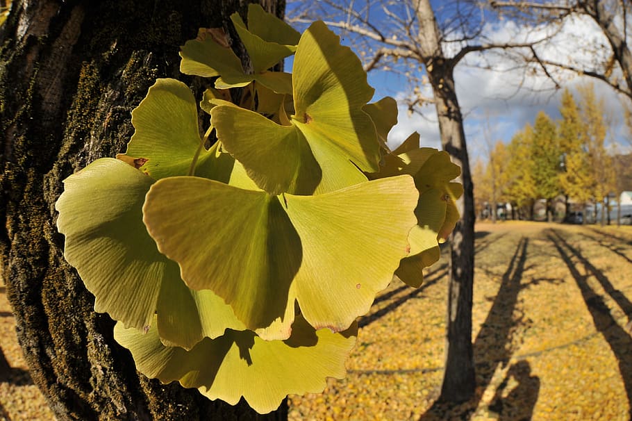 gingko tree, park, autumn, plant, leaf, plant part, nature, HD wallpaper