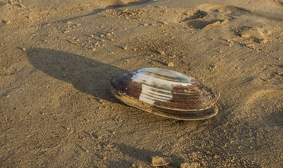 Shell, Huge, Beach, Ocean, Coast, england, sand, sea, nature HD wallpaper