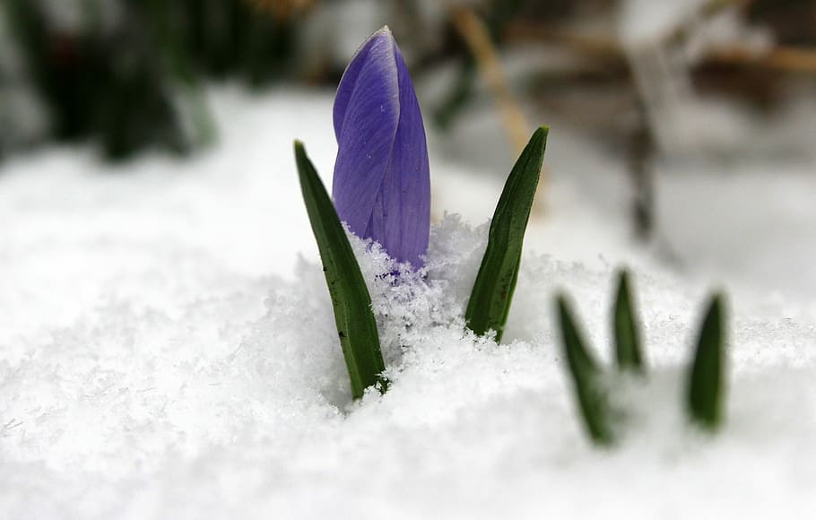 purple crocus flower on snow covered ground, krokus, march, the return of winter