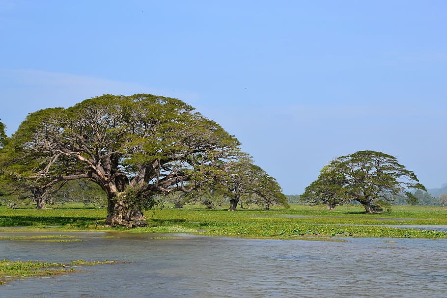 tree, nature, waters, plant, environment, land, landscape, sky HD wallpaper
