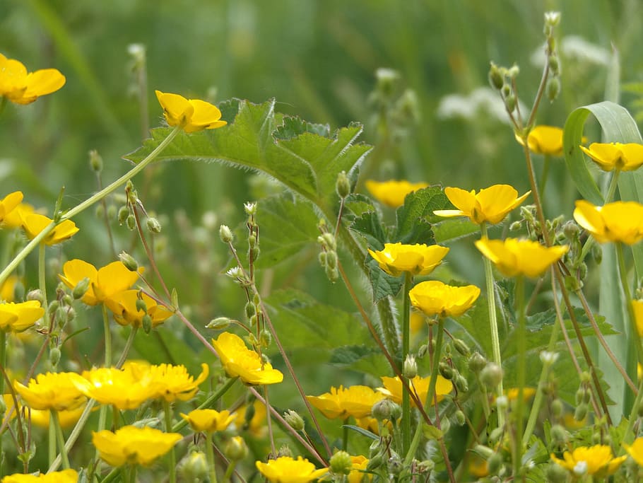 buttercups, outside, nature, spring, yellow, green, meadow HD wallpaper