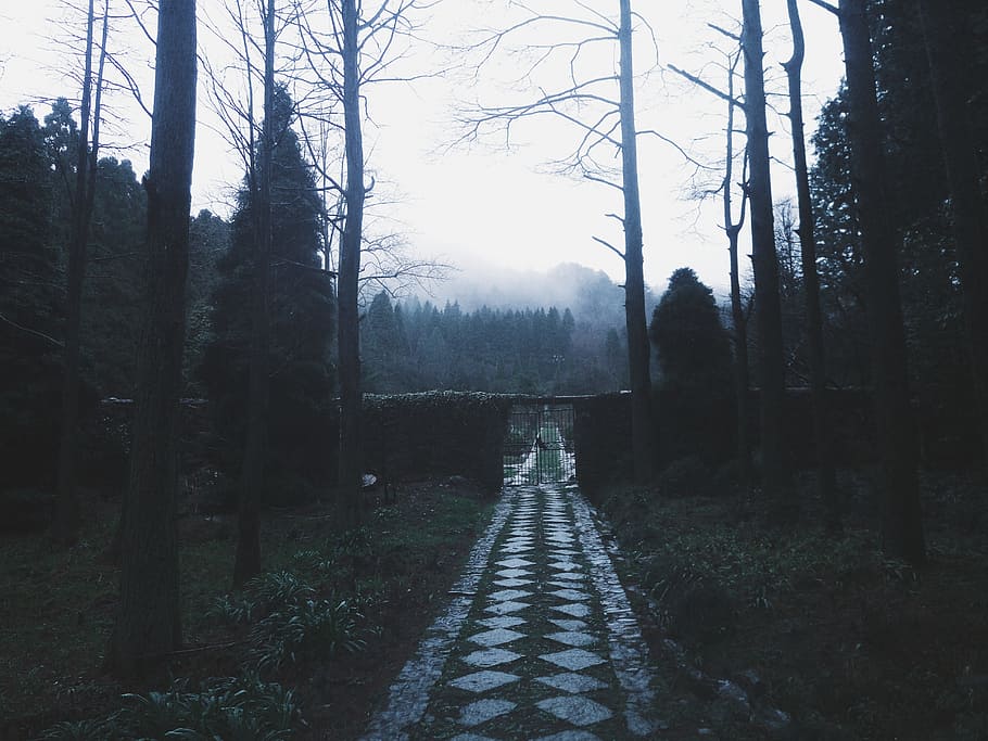 cloud, forest, road, tree, plant, nature, the way forward, land HD wallpaper