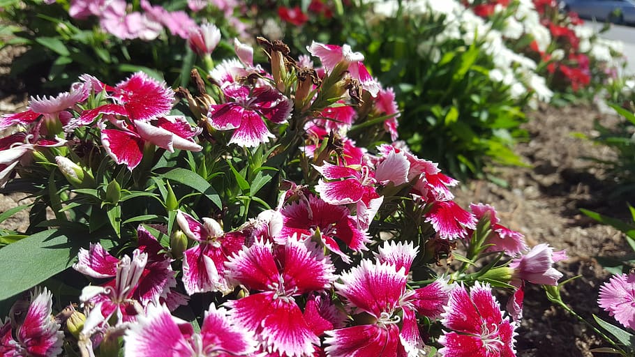 flower, nature, red, spring, summer, floral, green, fresh, petal HD wallpaper