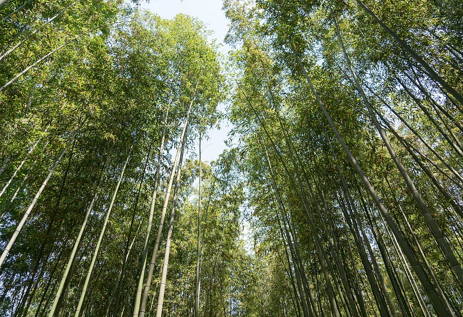 japan, arashiyama, bamboo forest, trees, kyoto, nature, sunlight, HD wallpaper