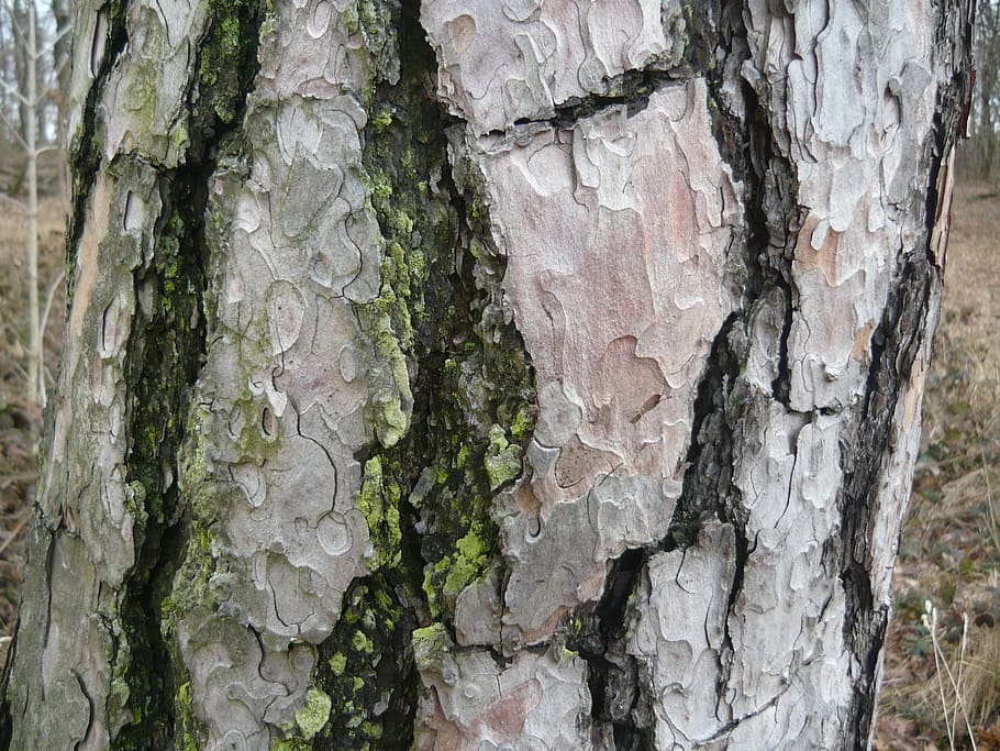 tree trunk, moss, bark, cracked, nature, forest, the bark of the tree HD wallpaper