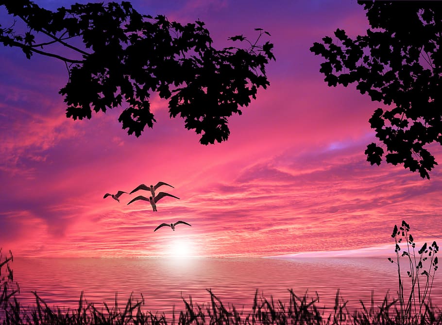 silhouette of four flying birds, sunset, water, grass, sky HD wallpaper