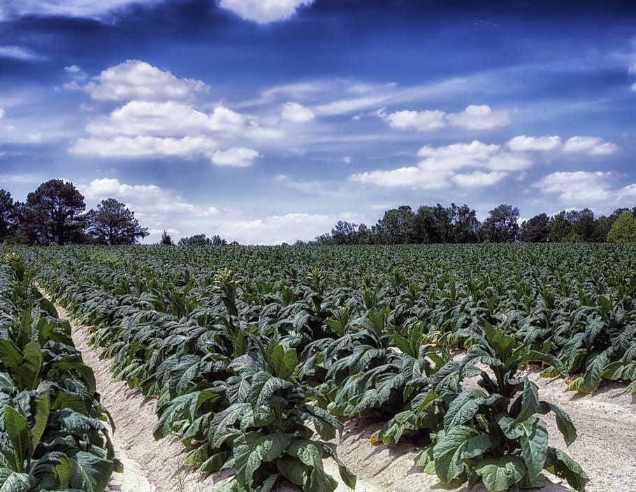 tobacco plantation at daytime, north carolina, farm, rural, field, HD wallpaper