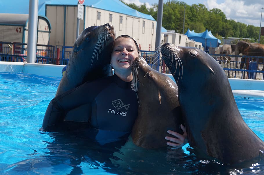 seals, circus, water, fun, mammal, sea lion, zoo, smiling, swimming pool HD wallpaper