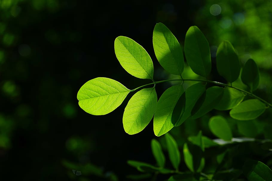 common maple, leaf, green, robinia, leaf veins, filigree, leaf structures HD wallpaper
