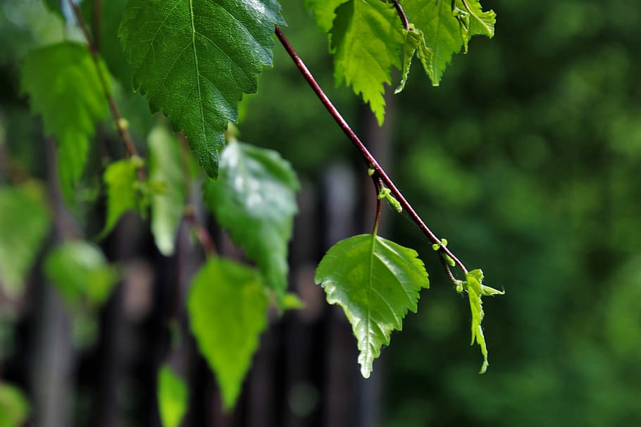 foliage, green, sprig, summer, nature, branch, illuminated HD wallpaper