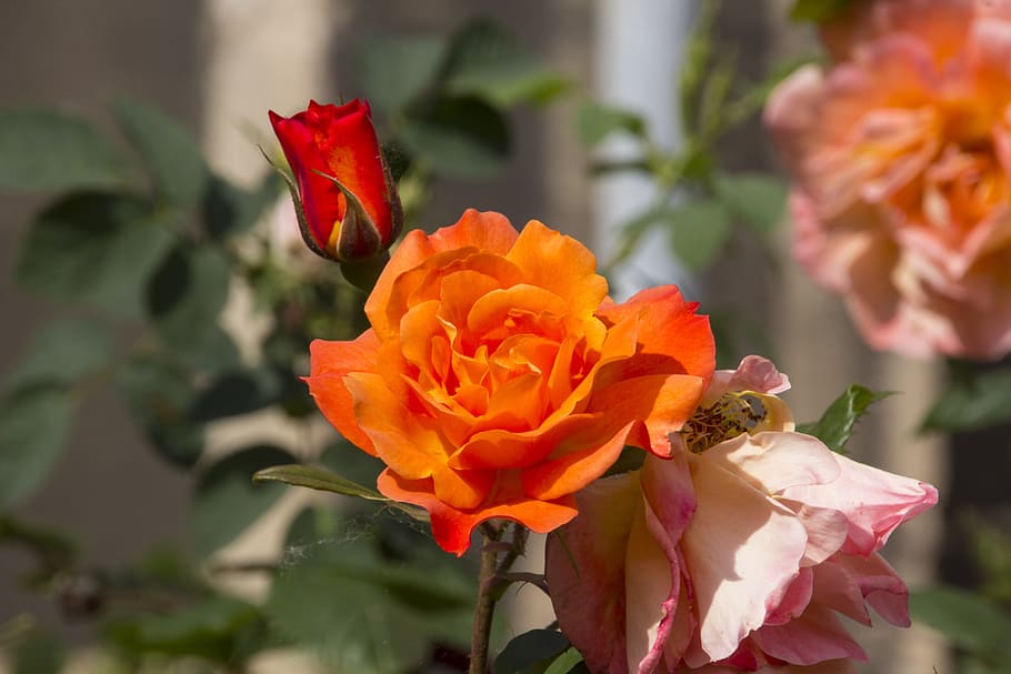 Flower, Blossom, Bloom, Nature, rose, orange, rose blooms, plant HD wallpaper