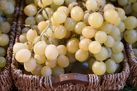 grapes, wine, vine, winegrowing, gasthof, to grape, grapevine HD wallpaper