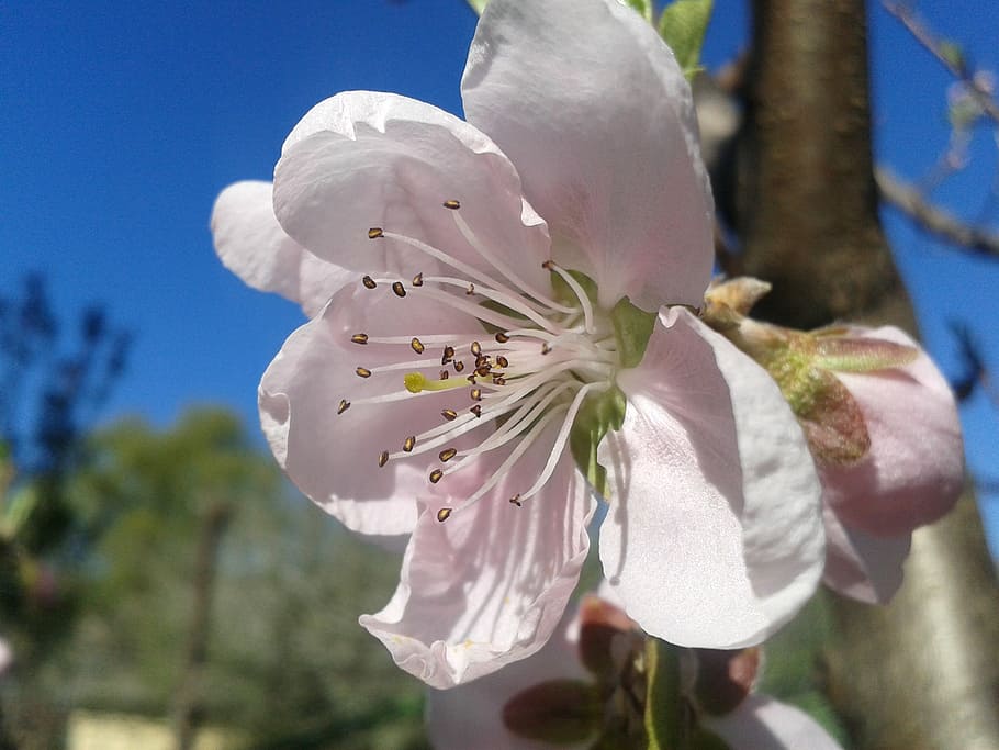 peach, color, spring, sky, blue, pink, nature, branch, tree HD wallpaper