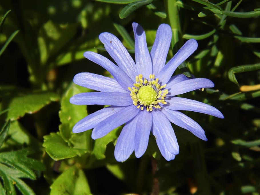 Flower, Macro, Blossom, Bloom, blue, blue flower, close, nature HD wallpaper