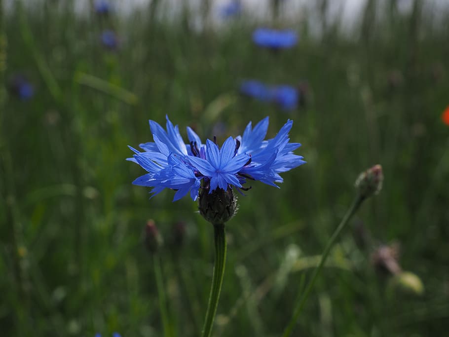 cornflower, blossom, bloom, blue, centaurea cyanus, zyane, knapweed HD wallpaper