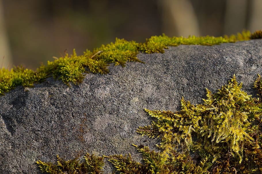 texture, pattern, leaves, plant, growth, green color, no people HD wallpaper