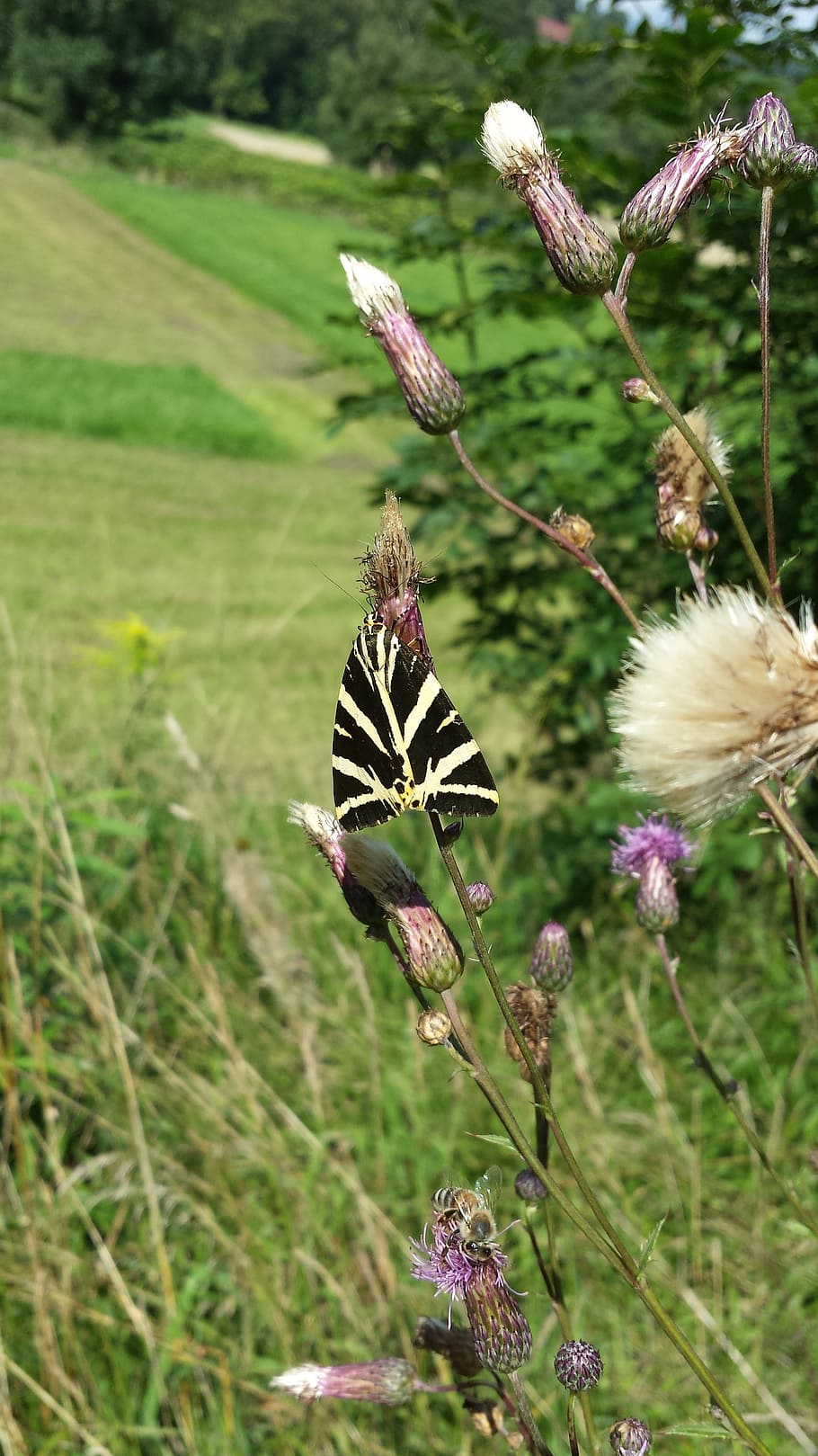 meadow, butterfly, close, flower, nature, flowering plant, fragility HD wallpaper
