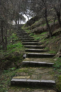 stairs, forest, nature, trees, green, plant, staircase, no people HD wallpaper